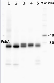 PsbA | D1 protein of PSII, C-terminal (rabbit antibody) (thylakoid membrane marker) in the group Antibodies Plant/Algal / Compartment Markers / Chloroplast marker / Thylakoid membrane marker at Agrisera AB (Antibodies for research) (AS05 084)